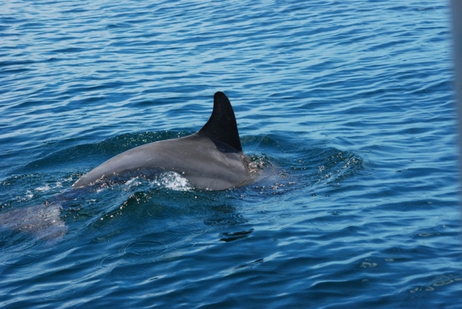 Dolphin watching in Bocas del Toro